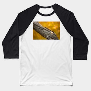 Leaf on dead tree in autumn forest Baseball T-Shirt